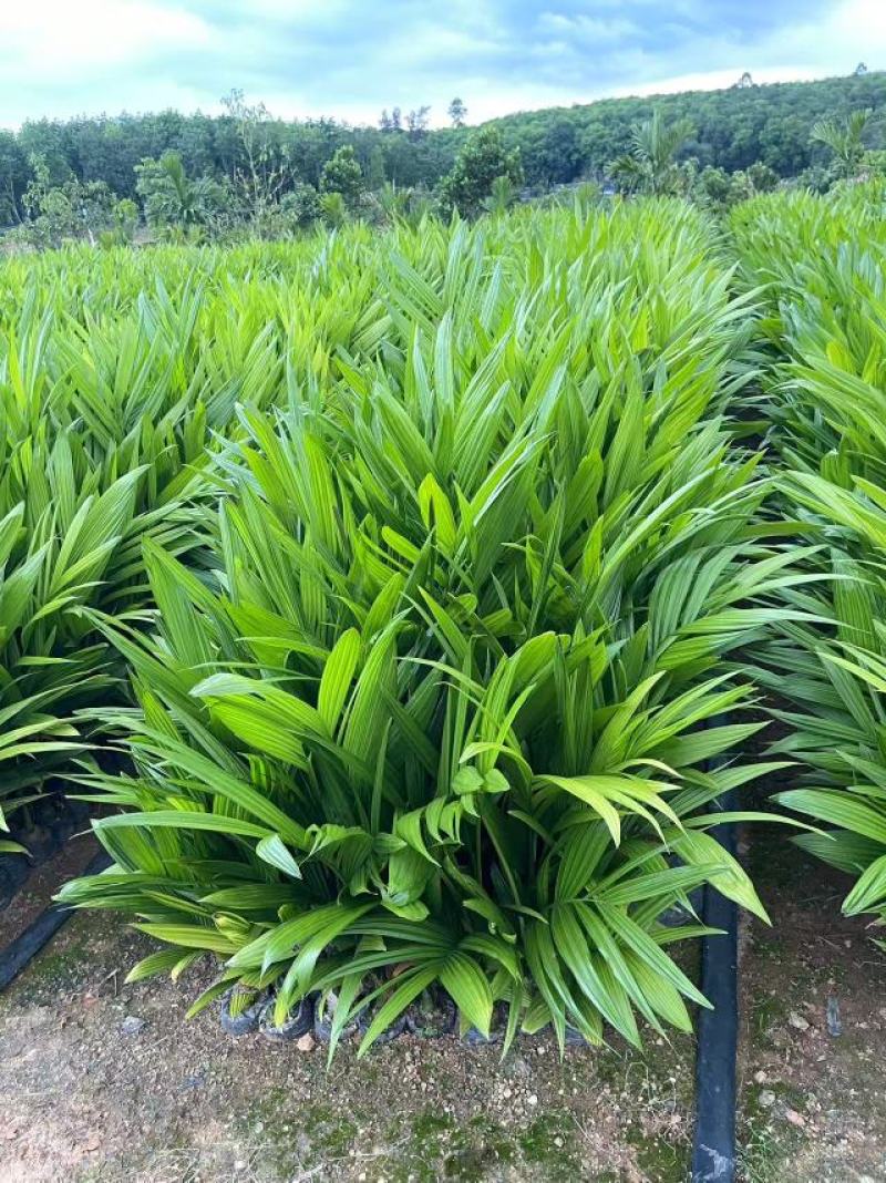 海南槟榔苗本地良种易栽培挂果早系发达茎秆壮