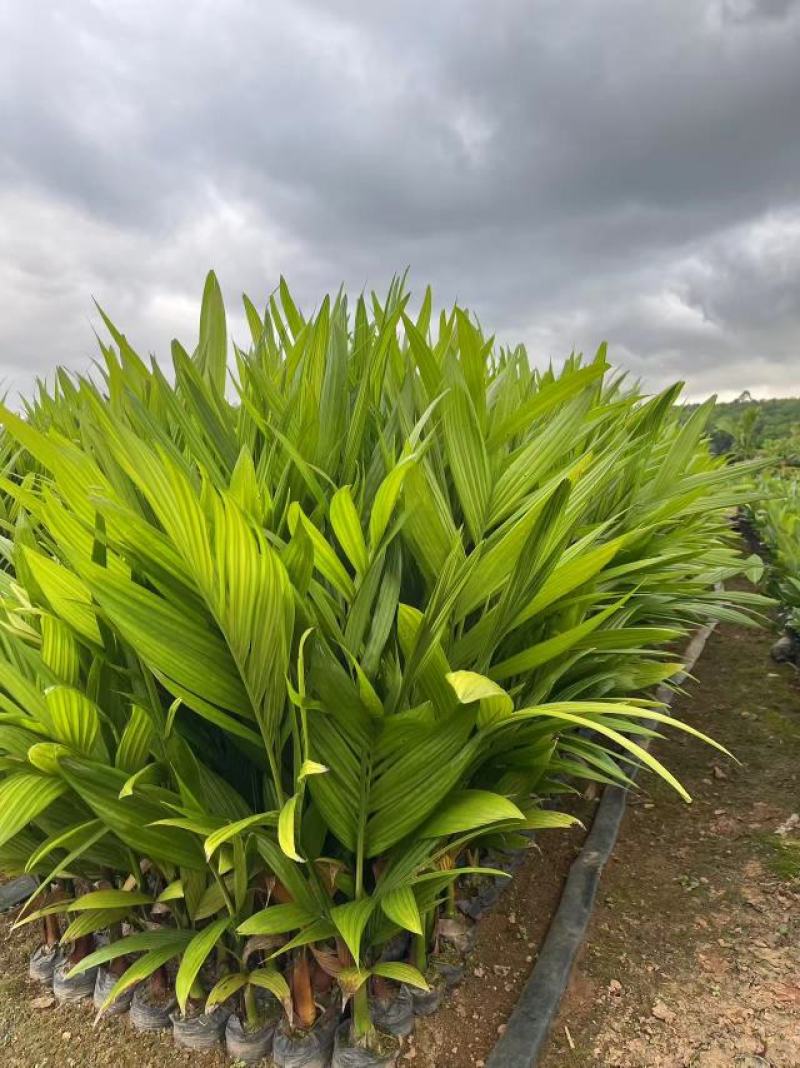 海南槟榔苗本地良种易栽培挂果早系发达茎秆壮