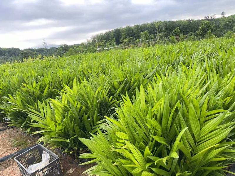 海南槟榔苗本地良种易栽培挂果早系发达茎秆壮
