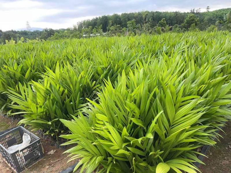 海南槟榔苗本地良种易栽培挂果早系发达茎秆壮