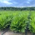 海南槟榔苗本地良种易栽培挂果早系发达茎秆壮