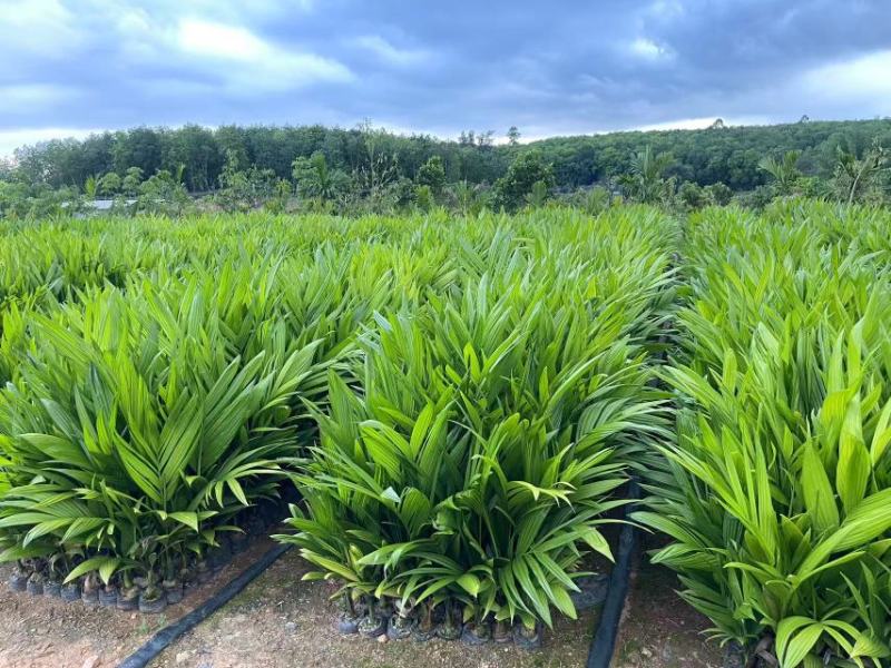 海南槟榔苗本地良种易栽培挂果早系发达茎秆壮