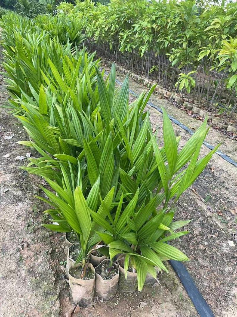 海南槟榔苗本地良种易栽培挂果早系发达茎秆壮