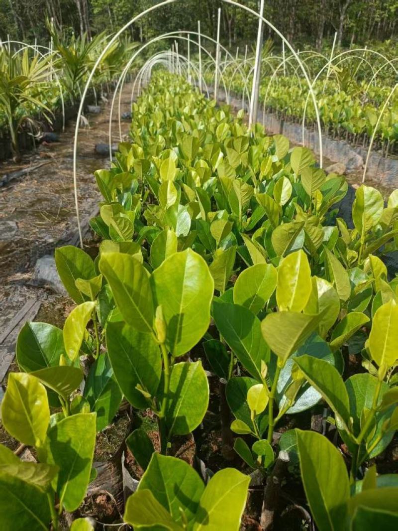 海南印尼红肉菠萝蜜果肉软糯果味香浓易种好存活收益高