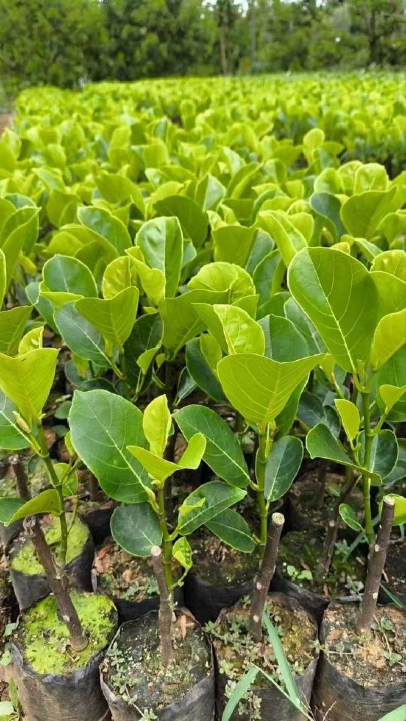 海南印尼红肉菠萝蜜果肉软糯果味香浓易种好存活收益高