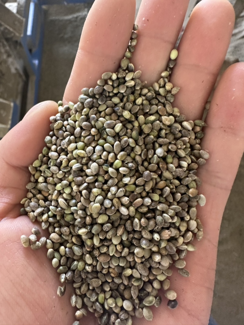 火麻子，3.0到3.5精选货，需要联系