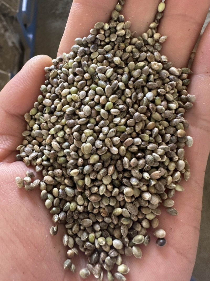 火麻子，3.0到3.5精选货，需要联系