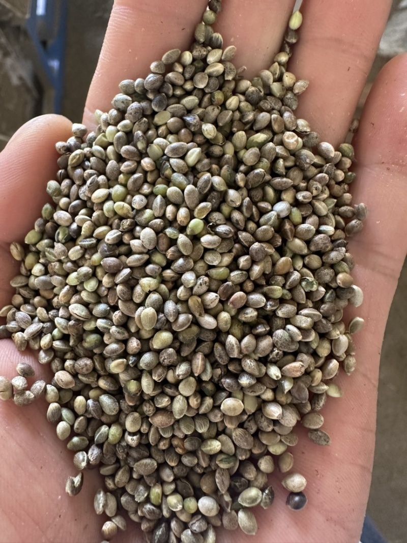 火麻子，3.0到3.5精选货，需要联系