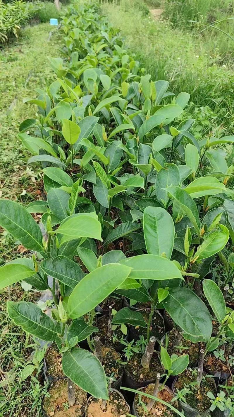 优质海虹一号榴莲蜜苗海南白沙现货嫁接壮苗出肉率高