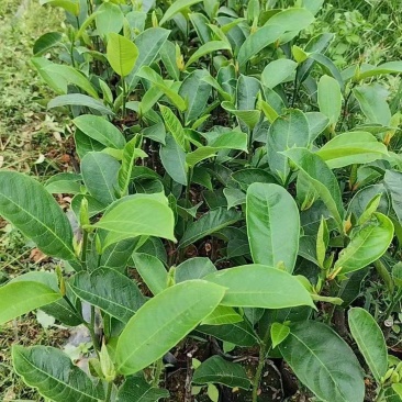 优质海虹一号榴莲蜜苗海南白沙现货嫁接壮苗出肉率高