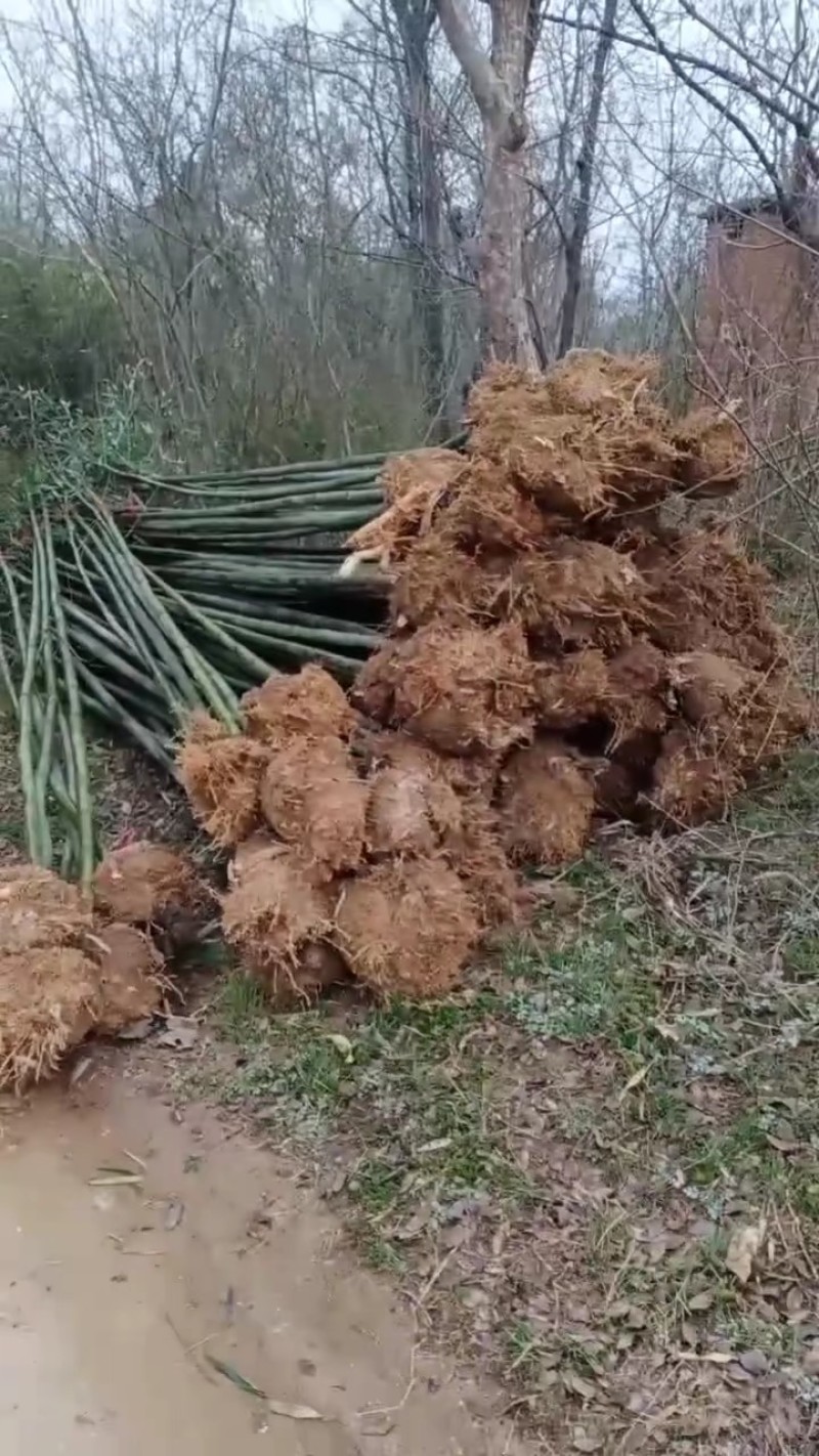绿化竹苗，刚竹，淡竹，毛竹，竹子，