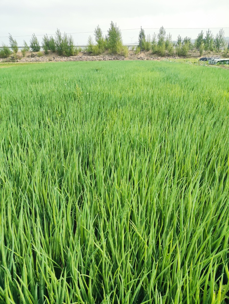 精品小葱特别好的小葱