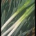 大葱