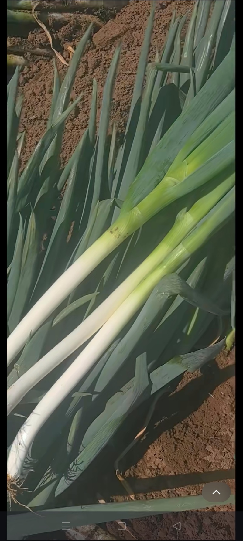 大葱