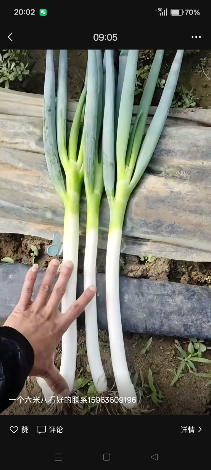 大葱