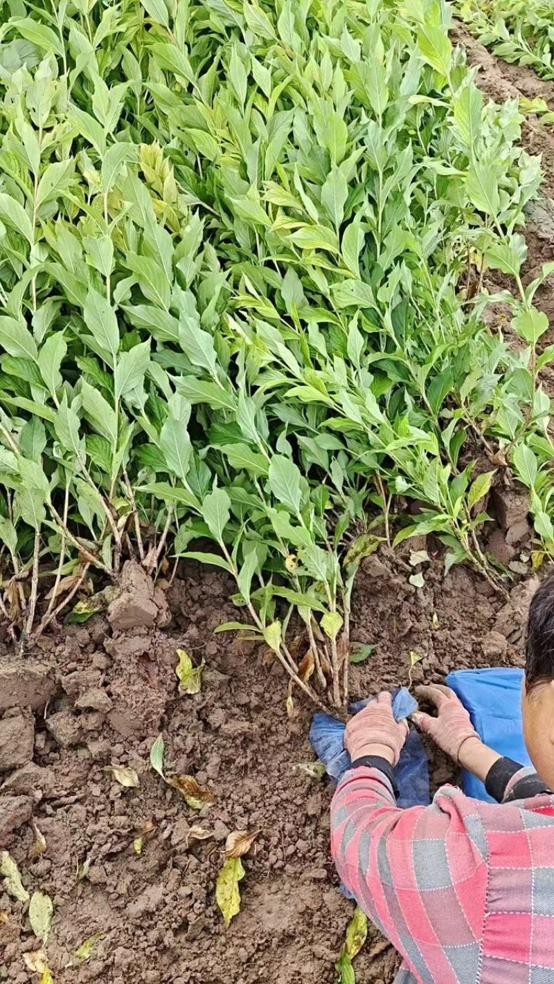 红王子锦带河北红王子锦带价格四季锦带红王子锦带基地