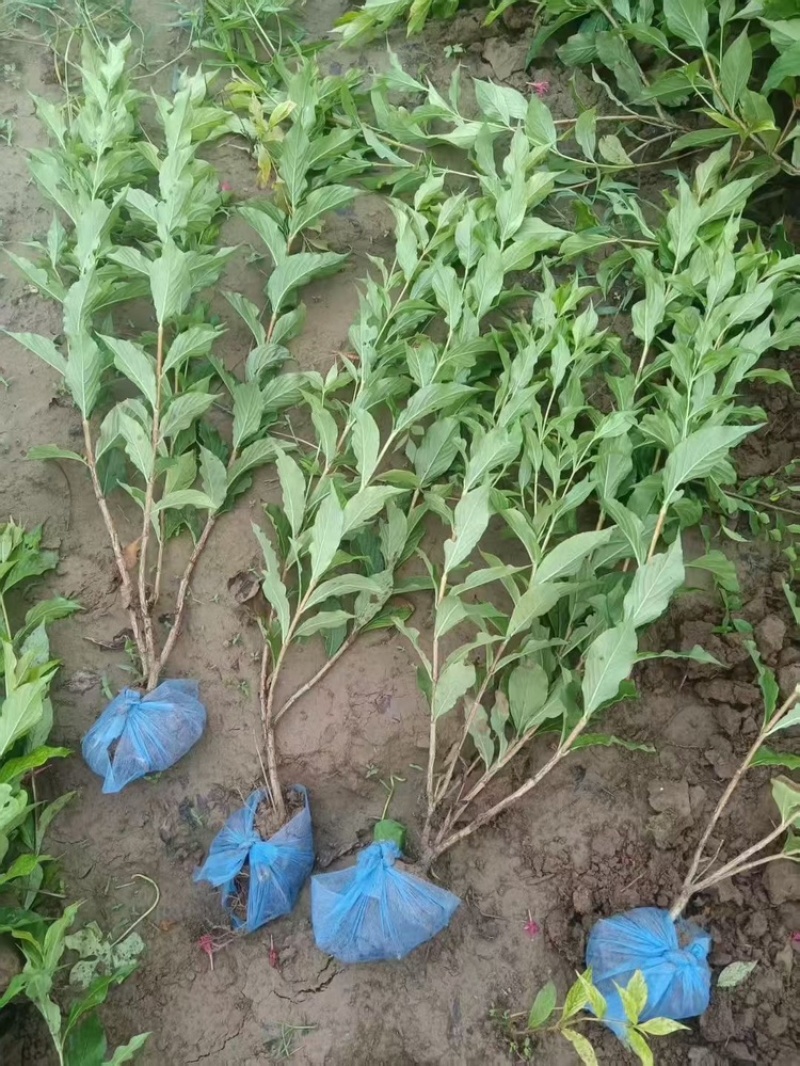 红王子锦带河北红王子锦带价格四季锦带红王子锦带基地