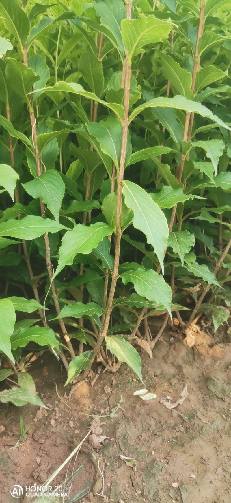 红王子锦带河北红王子锦带价格四季锦带红王子锦带基地