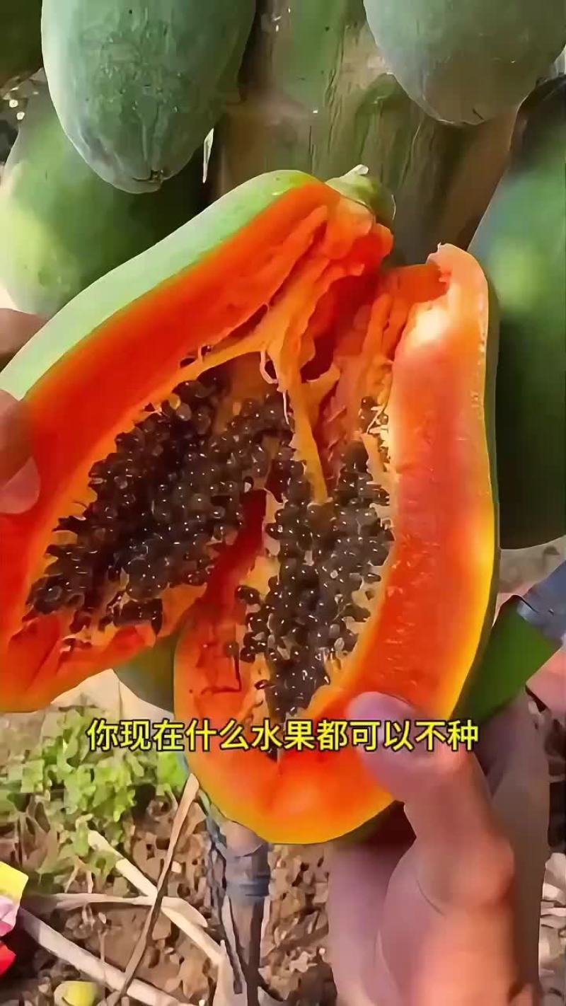 【树熟木瓜】带箱5.2-6斤单果400g起