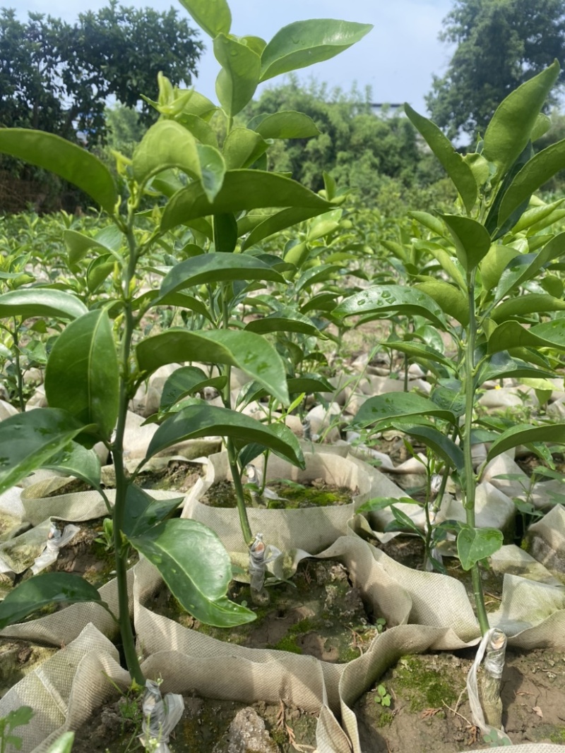 【推荐】精选耙耙柑苗规格齐全量大价优可视频看货