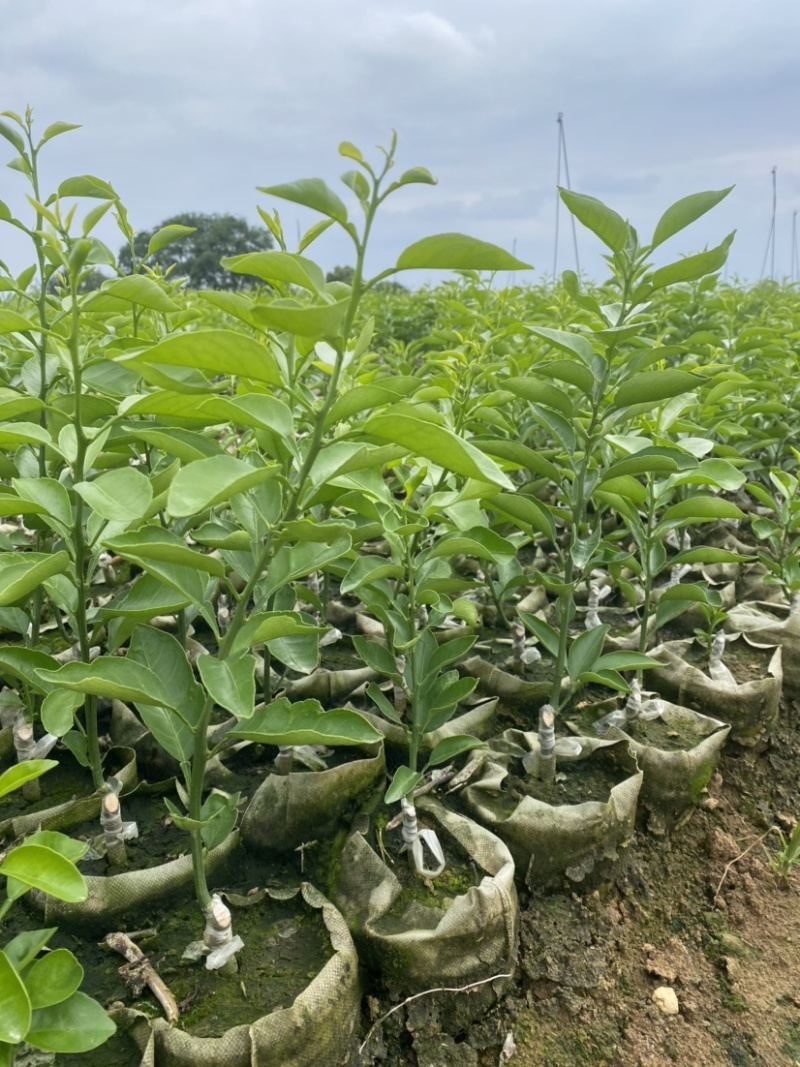 【推荐】精选耙耙柑苗规格齐全量大价优可视频看货