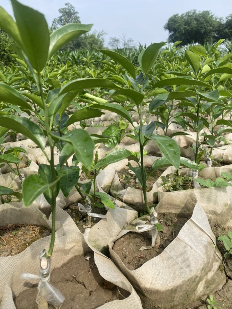 【推荐】精选耙耙柑苗规格齐全量大价优可视频看货