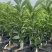 【推荐】精选耙耙柑苗规格齐全量大价优可视频看货