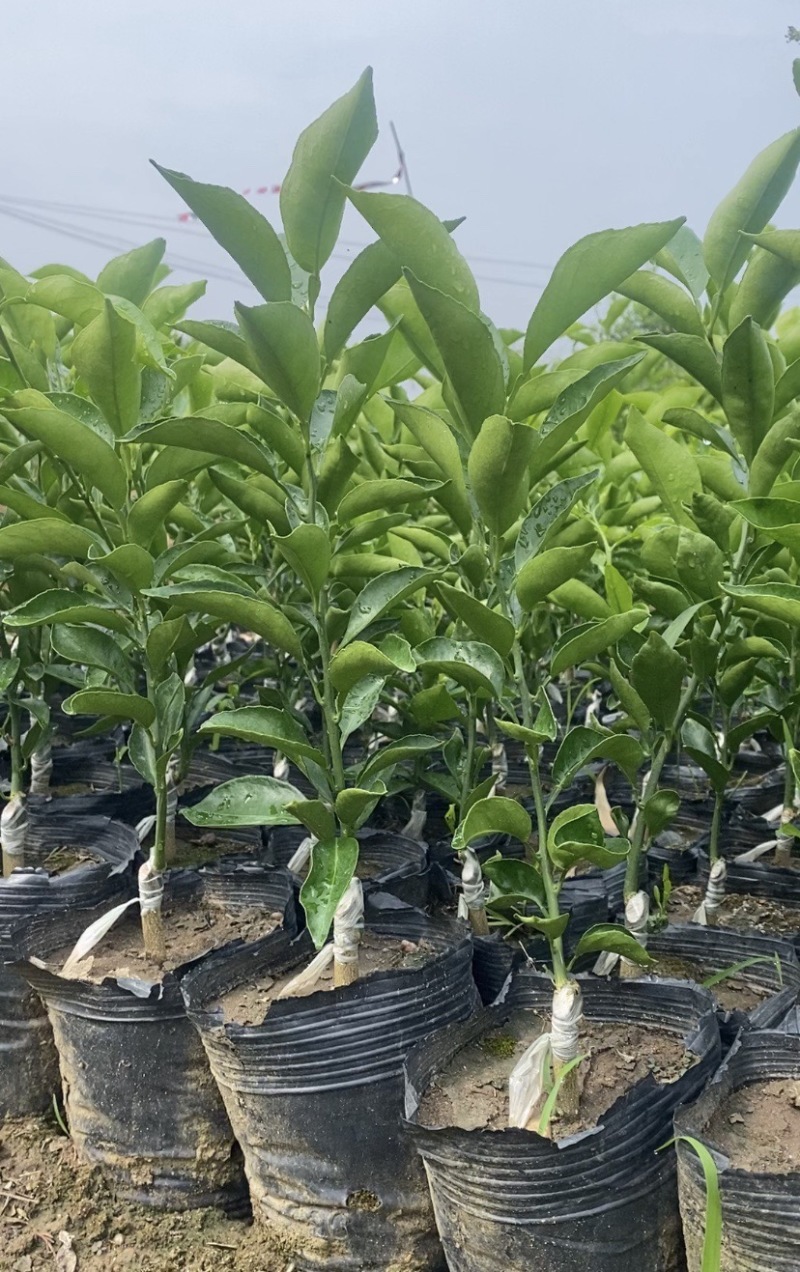 【推荐】精选耙耙柑苗规格齐全量大价优可视频看货