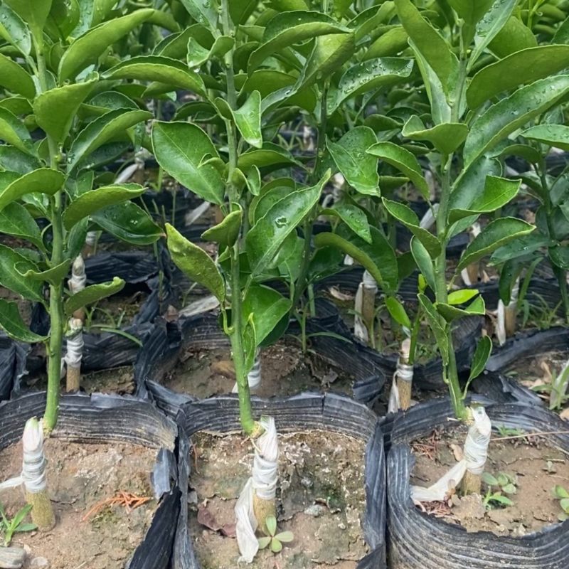 【推荐】精选耙耙柑苗规格齐全量大价优可视频看货