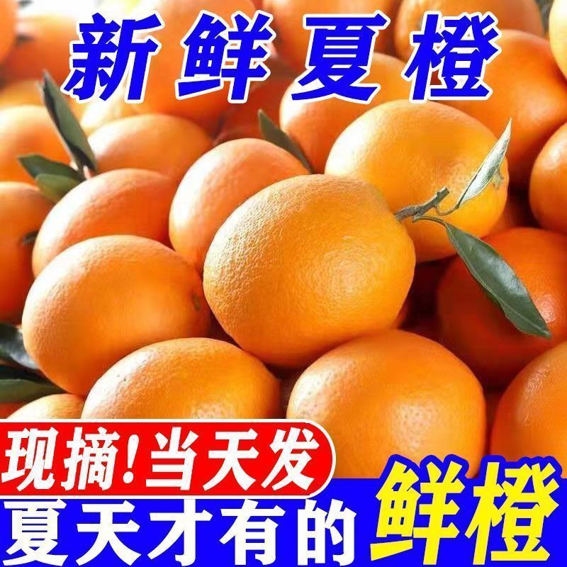 广西桂林现摘夏橙正宗酸甜夏橙榨汁当季整箱新鲜薄皮多汁水果