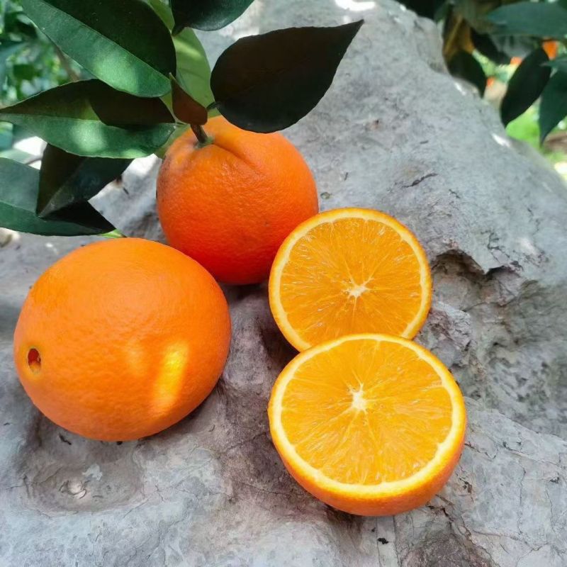 广西桂林现摘夏橙正宗酸甜夏橙榨汁当季整箱新鲜薄皮多汁水果