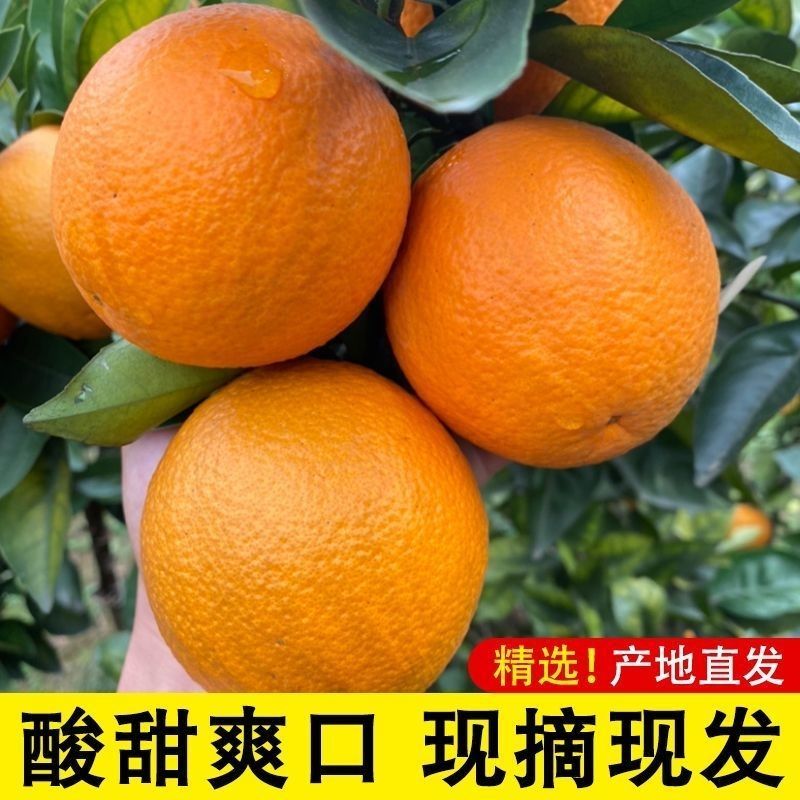 广西桂林现摘夏橙正宗酸甜夏橙榨汁当季整箱新鲜薄皮多汁水果