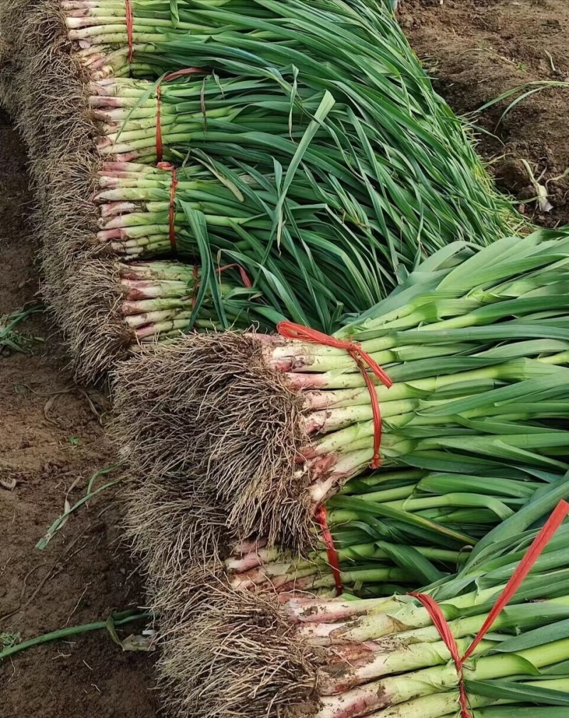 精选一点红优质蒜苗，外形规整成色纯正，植株壮实质感厚实