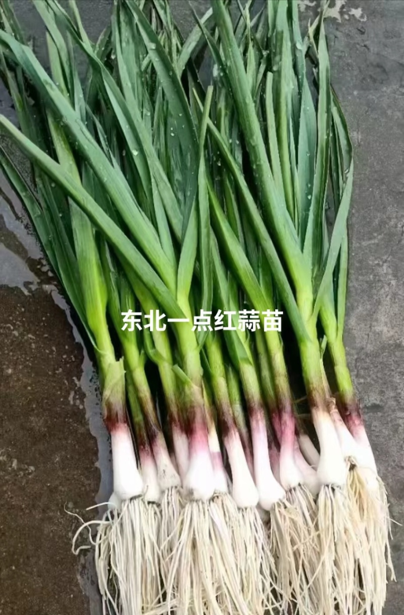 精选一点红优质蒜苗，外形规整成色纯正，植株壮实质感厚实