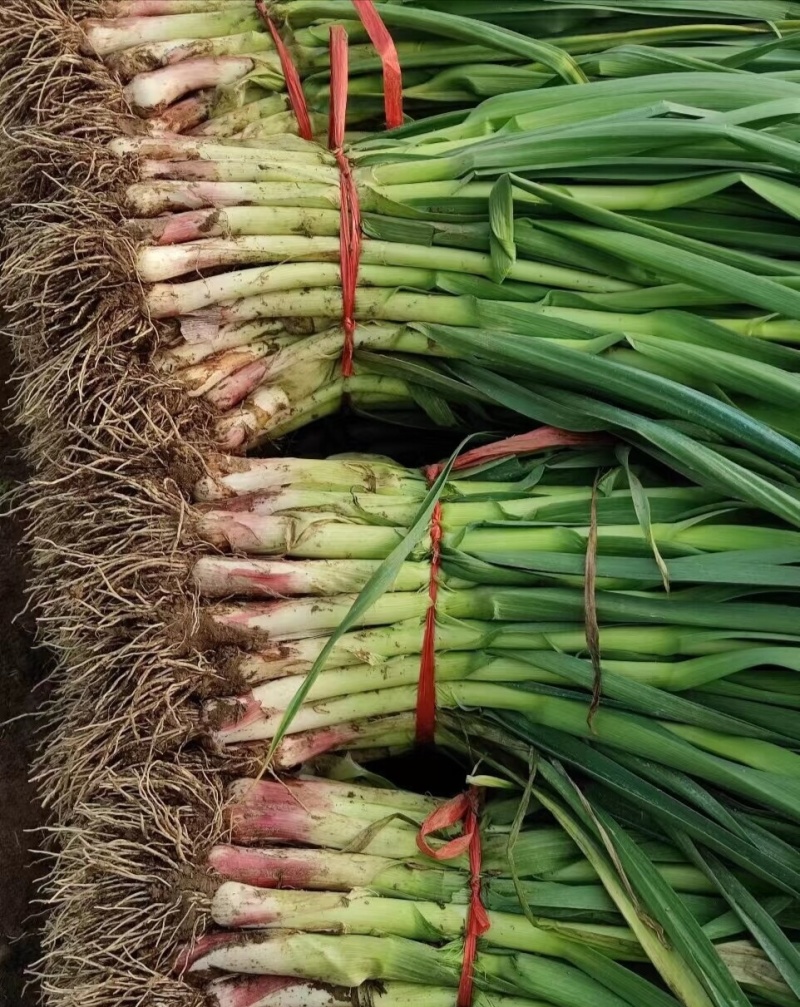 精选一点红优质蒜苗，外形规整成色纯正，植株壮实质感厚实