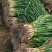 精选一点红优质蒜苗，外形规整成色纯正，植株壮实质感厚实