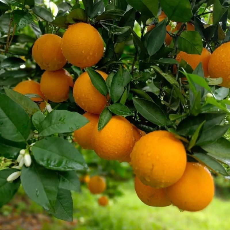 广西桂林新鲜夏橙小花皮夏橙榨汁果现摘橙子应季夏橙香甜酸甜