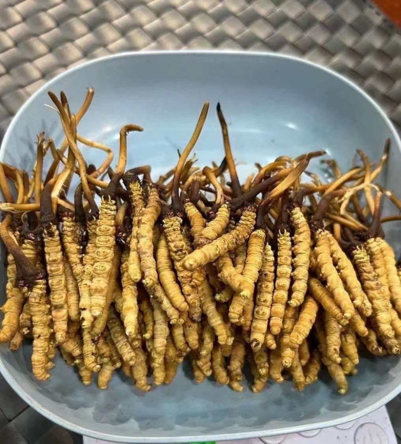 冬虫夏草，产地源头一手厂家，支持视频看货，全国批发对接