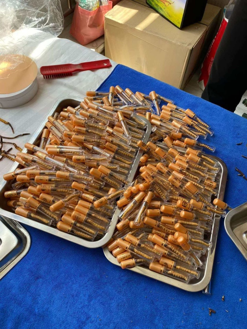 冬虫夏草，产地源头一手厂家，支持视频看货，全国批发对接