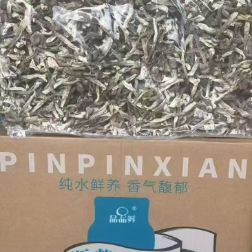 瓶栽鹿茸菇