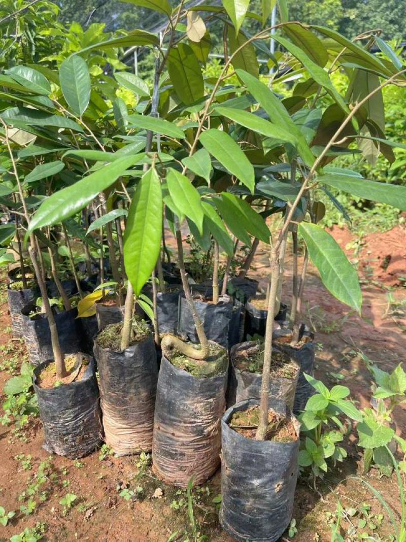 猫山王榴莲树苗泰国金枕海南白沙现货嫁接壮苗早结果