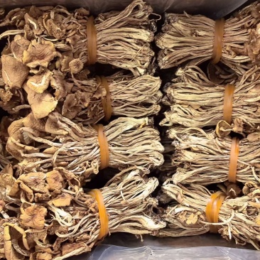 江西广昌精选散装茶树菇，扎把茶树菇，产地供应链，全国发货