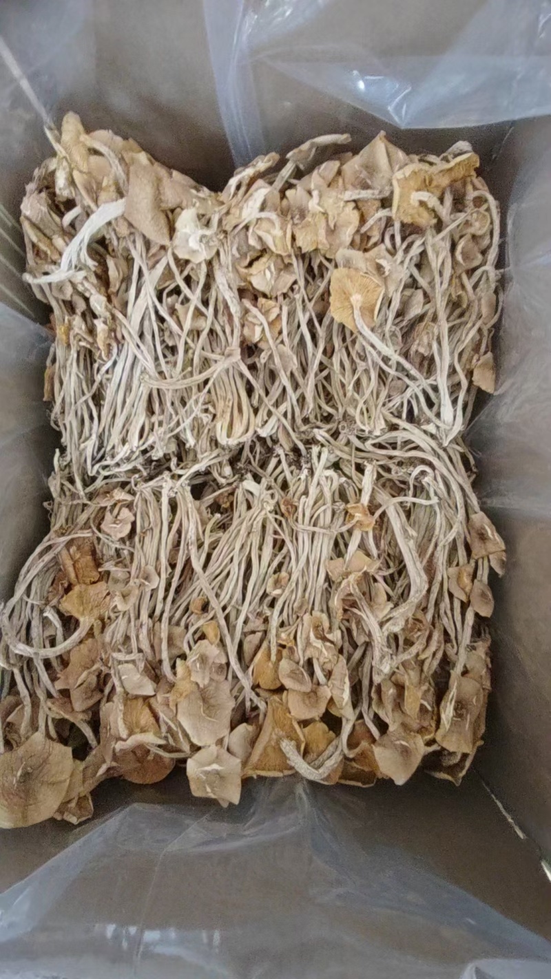 江西广昌精选散装茶树菇，扎把茶树菇，产地供应链，全国发货