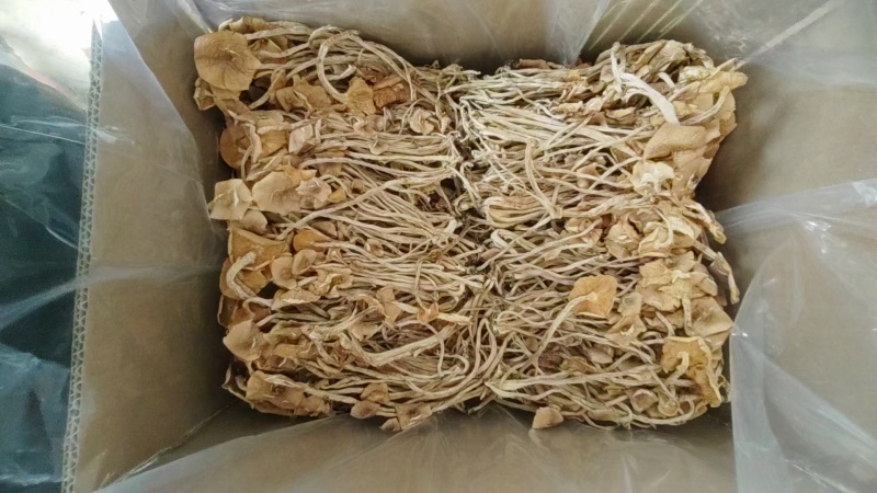 江西广昌精选散装茶树菇，扎把茶树菇，产地供应链，全国发货