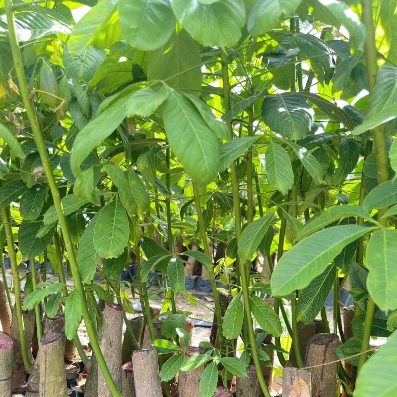 优质橡胶树苗海南白沙现货高产出胶长势快