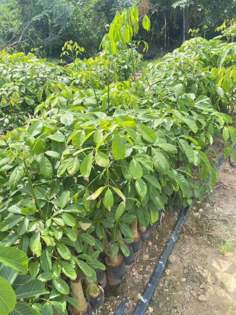优质橡胶树苗海南白沙现货高产出胶长势快