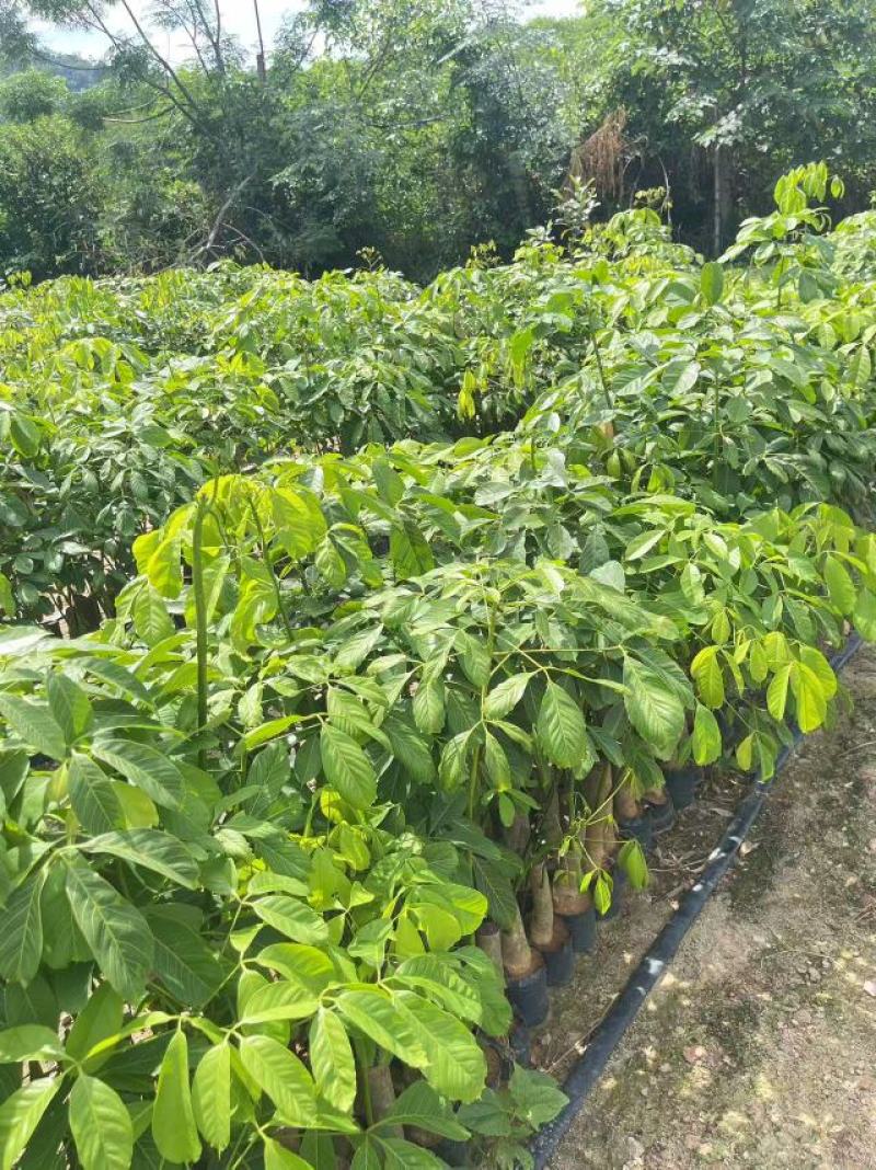 优质橡胶树苗海南白沙现货高产出胶长势快