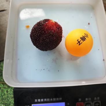 青田杨梅现摘现卖