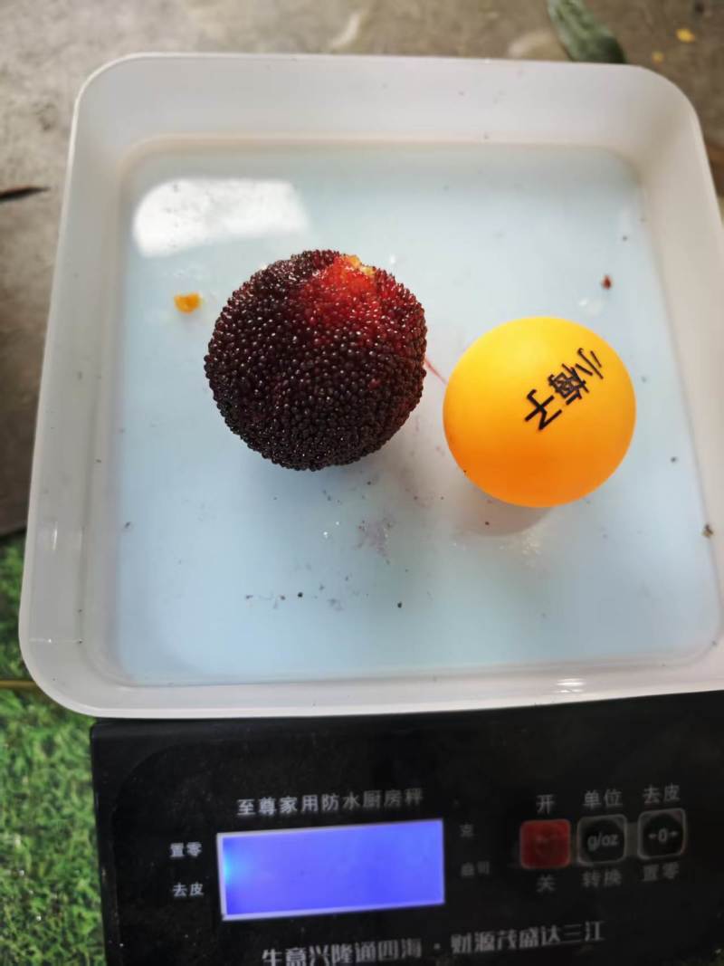 青田杨梅现摘现卖