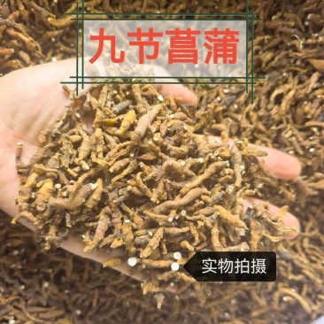 精选九节菖蒲中医药材正宗干货石菖蒲外菖蒲九节